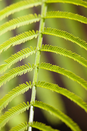 fern-leaf